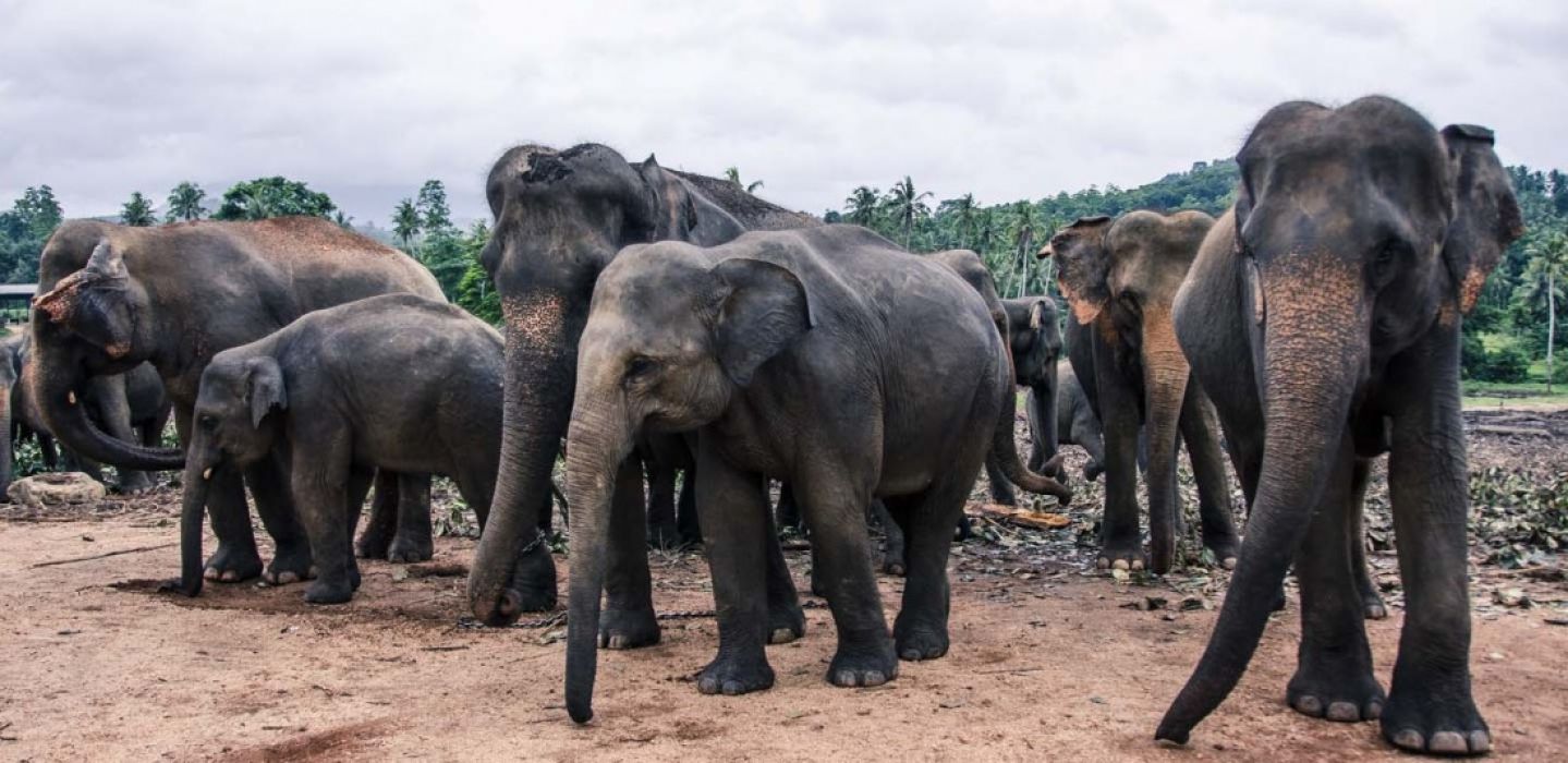 Шри Ланка - март 2026